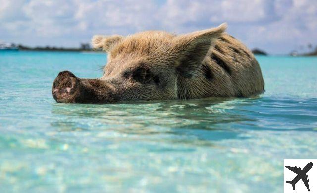 Isole dei Caraibi – Le 11 migliori per prenotare il tuo viaggio