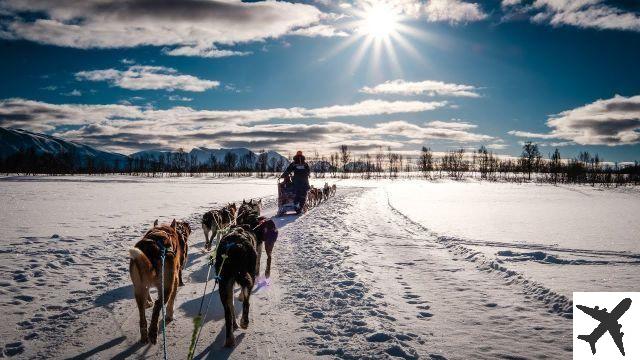 Dog sledding in Norway