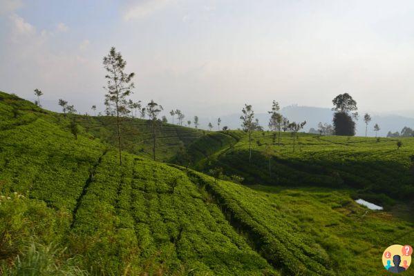 Qué hacer en Sri Lanka