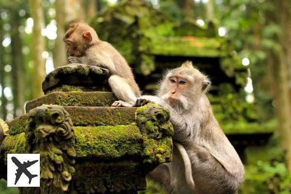 Visiter la Forêt des Singes (Monkey Forest) à Bali : réservations & tarifs