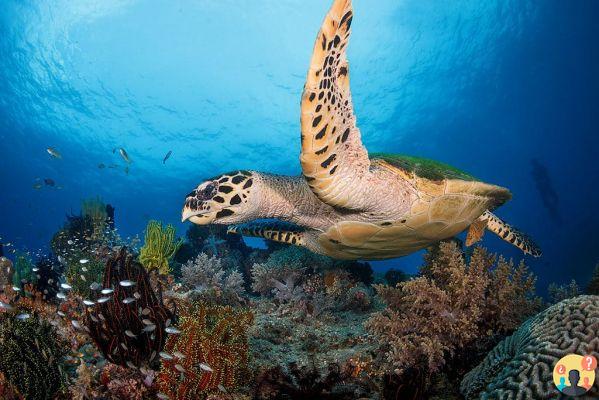 Le migliori spiagge e isole per il turismo nelle Filippine