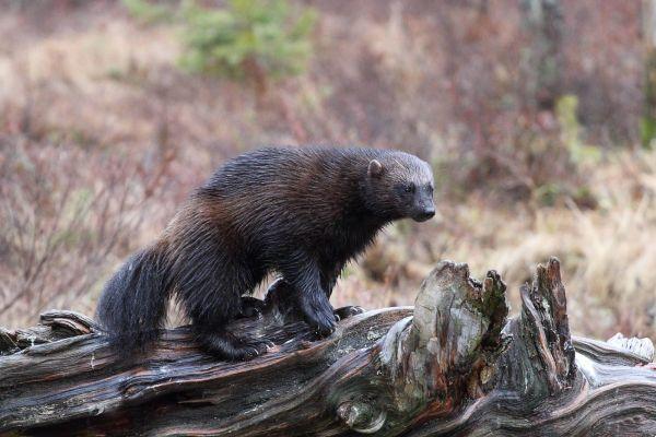 Fauna finlandesa