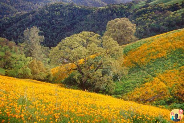 Gold Country: aprenda TODO sobre la región de California
