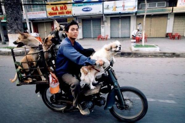 Ces scooters du Vietnam qui transportent des choses improbables