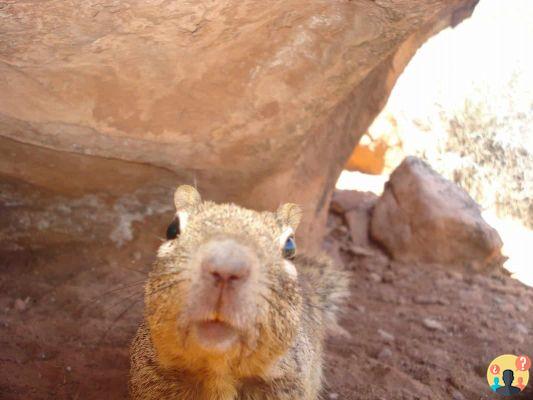 Zion National Park: tutto ciò che devi sapere prima di partire