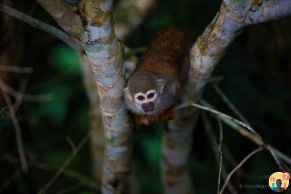 Cómo conocer a una tribu indígena en el Amazonas