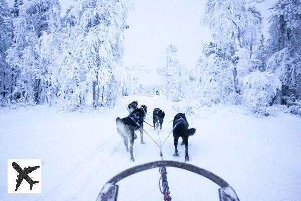 Chien de traîneau à Tromsø : réservations & tarifs