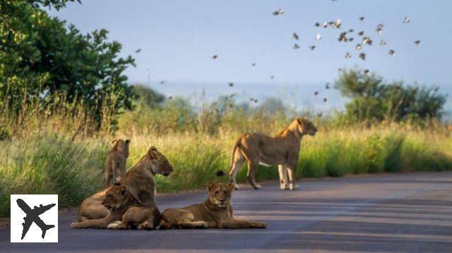 Les 10 meilleurs safaris à faire en Afrique du Sud