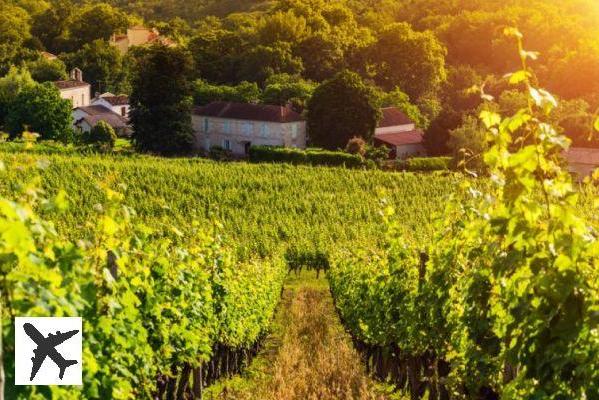 Visiter les vignobles de l’Armagnac : guide complet