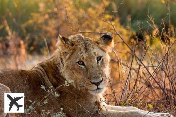 Visitez le Parc Kruger lors d’un safari de 3 jours depuis Johannesburg