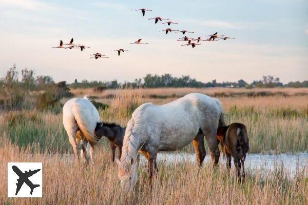 In quale città soggiornare in Camargue?