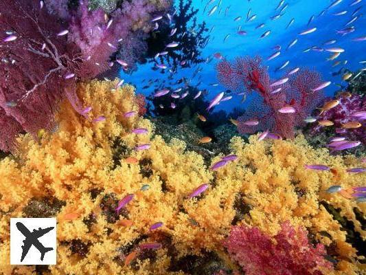 39 bellissime foto della barriera corallina in via di estinzione del mondo