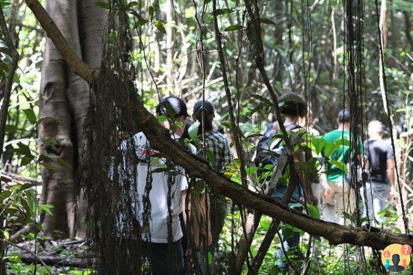 Que faire à Manaus – Les meilleurs tours de la région