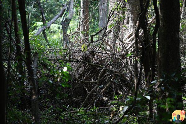 Que faire à Manaus – Les meilleurs tours de la région