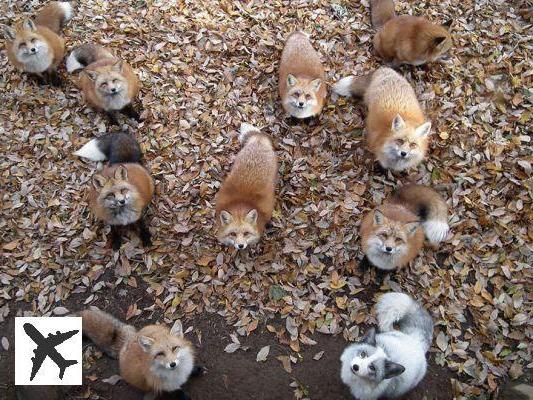 Au Japon, un village est peuplé de renards qui sont à croquer