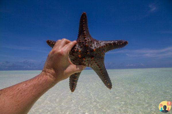 Zanzibar – Un paradiso nascosto in Tanzania