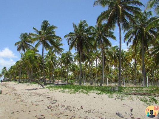 Itinerario ecologico ad Alagoas – Guida di viaggio