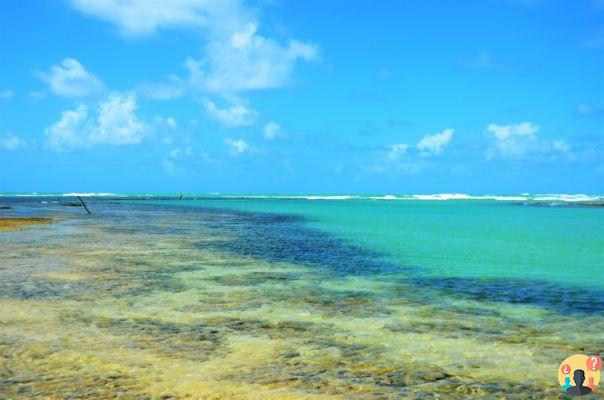 Itinerario ecologico ad Alagoas – Guida di viaggio