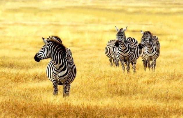 Les 11 meilleurs safaris à faire au Kenya