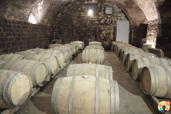 Bodegas en Uruguay – Las 13 mejores para poner en tu itinerario