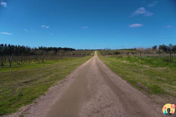 Bodegas en Uruguay – Las 13 mejores para poner en tu itinerario