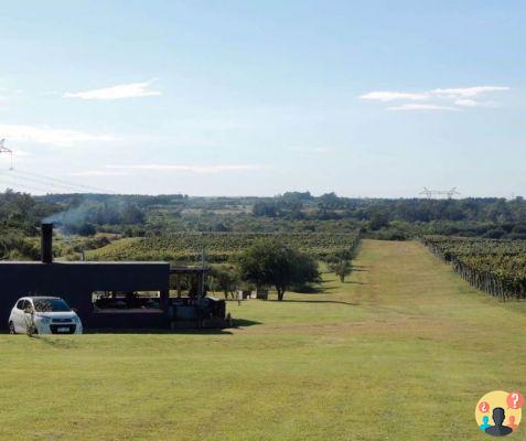 Bodegas en Uruguay – Las 13 mejores para poner en tu itinerario
