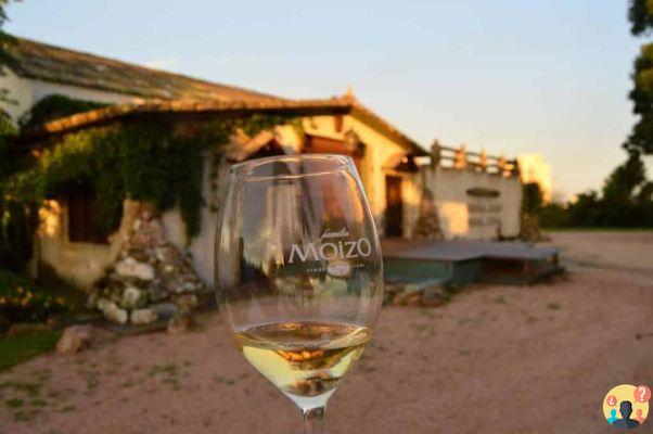 Wineries in Uruguay – The 13 best to put on your itinerary