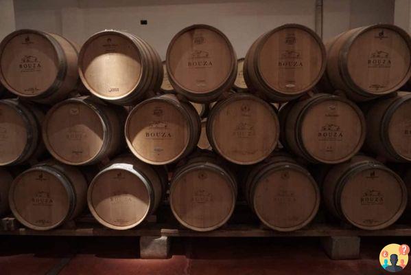 Bodegas en Uruguay – Las 13 mejores para poner en tu itinerario