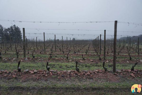 Bodegas en Uruguay – Las 13 mejores para poner en tu itinerario