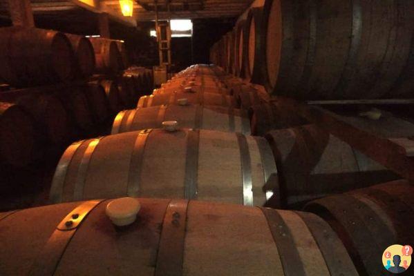 Bodegas en Uruguay – Las 13 mejores para poner en tu itinerario