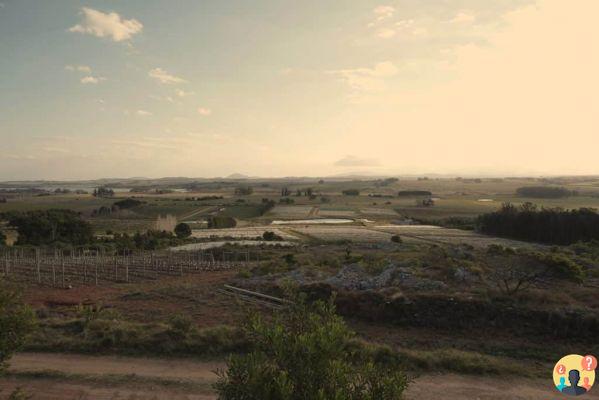 Vignobles en Uruguay – Les 13 meilleurs à mettre sur votre itinéraire