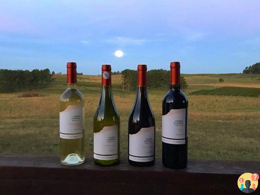 Bodegas en Uruguay – Las 13 mejores para poner en tu itinerario