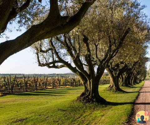 Bodegas en Uruguay – Las 13 mejores para poner en tu itinerario