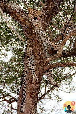 Itinéraire Garden Route en Afrique du Sud