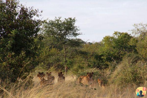 Itinerario Garden Route en Sudáfrica