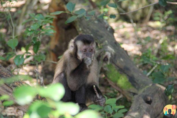 Itinéraire Garden Route en Afrique du Sud