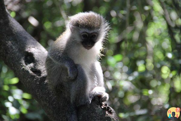 Itinéraire Garden Route en Afrique du Sud