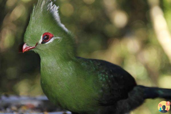 Itinéraire Garden Route en Afrique du Sud