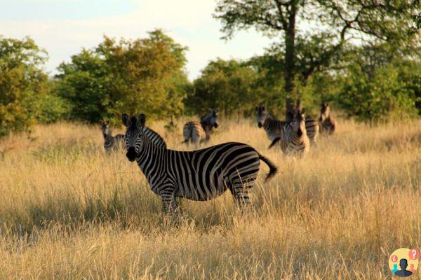 Itinerario Garden Route en Sudáfrica