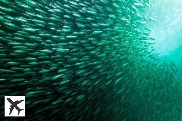 La Sardine Run en Afrique du Sud