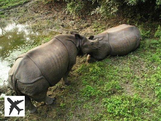 La visite du Parc national de Chitwan au Népal