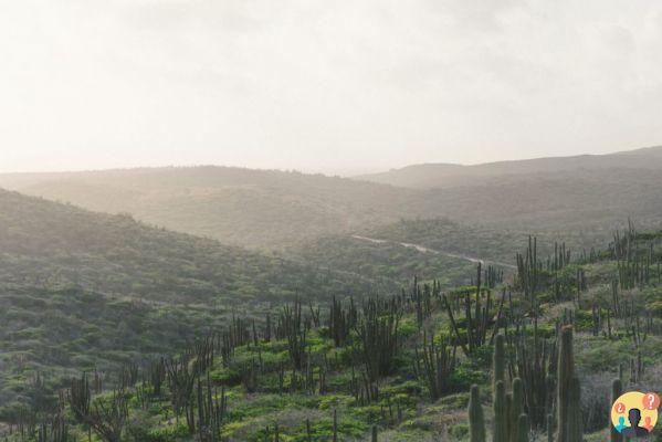 Aruba - Guide complet de l'île