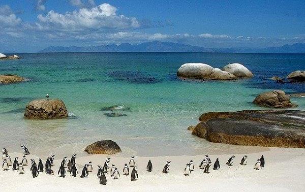 La Boulders Beach et ses manchots en Afrique du Sud