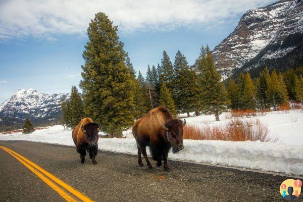 Parc national de Yellowstone aux États-Unis