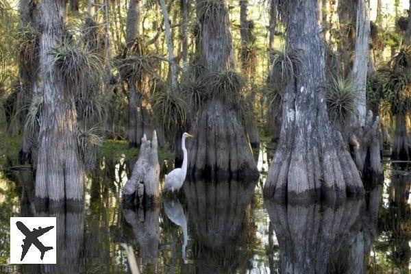 Visiter les Everglades depuis Miami : billets, tarifs, horaires