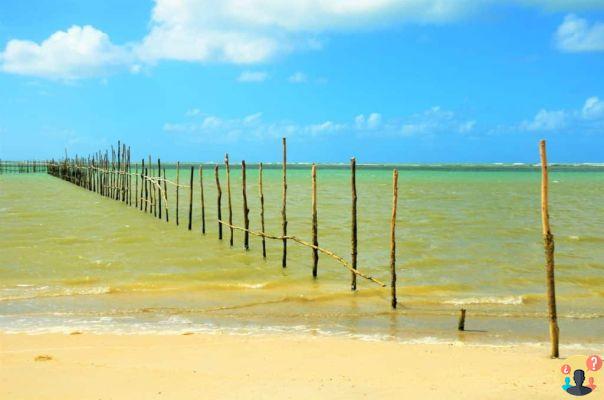 Toque Beach in Alagoas – Travel Guide