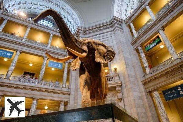 Visiter le Musée National d’Histoire Naturelle à Washington : billets, tarifs, horaires