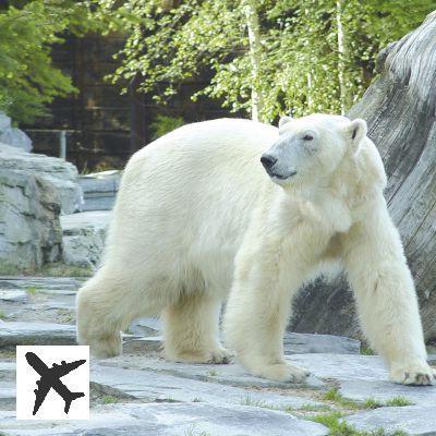 Visiter le Zoo de La Flèche : billets, tarifs, horaires