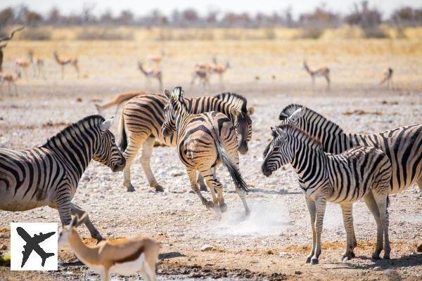 Qué ver y hacer en Namibia