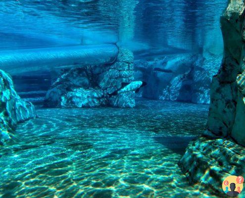 Aquatica Orlando: atracciones y consejos sobre parques para toda la familia